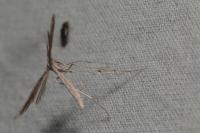 Emmelina monodactyla