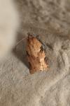 Clepsis spectrana