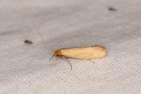 Myrmecozela ochraceella