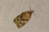 Sparganothis pilleriana