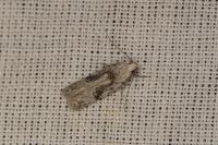 Carpatolechia alburnella