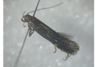 Aproaerema anthyllidella