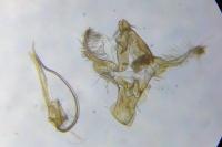 Aproaerema anthyllidella