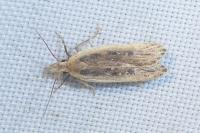 Nothris congressariella
