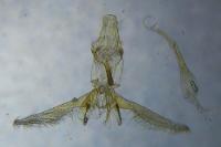Nothris congressariella