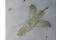 Monopis crocicapitella