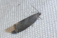 Grapholita funebrana