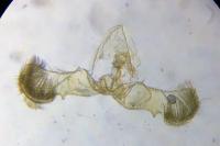 Grapholita funebrana