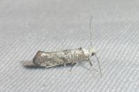 Paraswammerdamia albicapitella