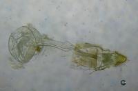 Swammerdamia pyrella