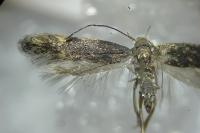 Aproaerema anthyllidella