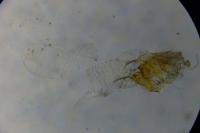 Aproaerema anthyllidella
