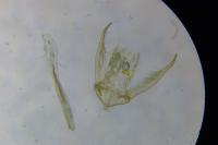 Bucculatrix albedinella