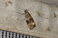 Celypha lacunana