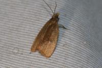 Celypha rufana