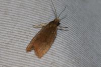 Celypha rufana