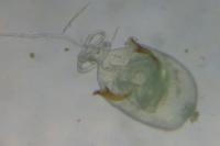 Caloptilia stigmatella