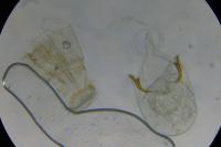 Caloptilia stigmatella