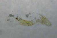 Oegoconia novimundi