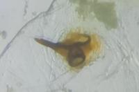 Oegoconia novimundi