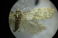 Neocochylis molliculana