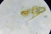 Neocochylis molliculana