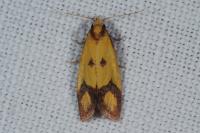 Agapeta zoegana