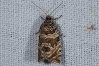 Celypha rivulana
