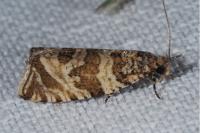 Celypha rivulana