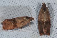 Celypha striana