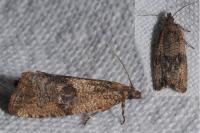 Celypha striana