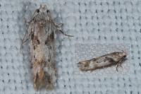 Caryocolum blandellum