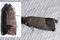 Cydia pomonella