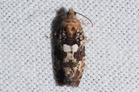 Eudemis profundana