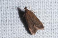 Helcystogramma lutatella