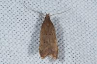 Helcystogramma lutatella
