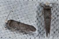 Paraswammerdamia nebulella