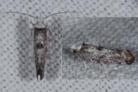 Paraswammerdamia