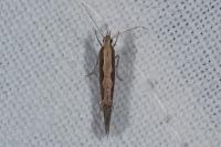 Plutella xylostella