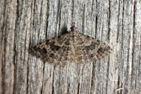 Alucita hexadactyla