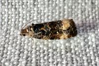 Endothenia gr. gentianaeana