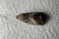Cydia splendana