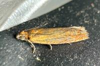 Lathronympha strigana