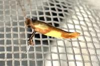 Caloptilia alchimiella