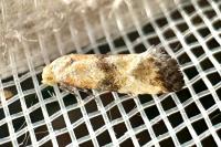 Eupoecilia angustana