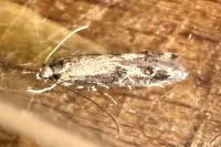 Blastodacna atra