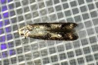 Blastodacna atra