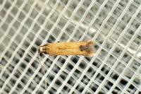 Coptotriche marginea