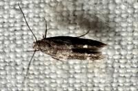 Mompha subbistrigella