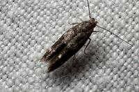 Mompha subbistrigella